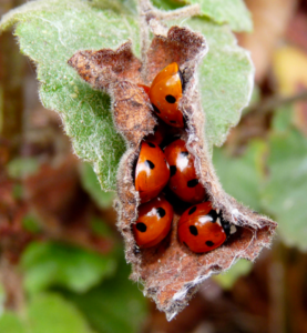 Ladybugs Hibernating