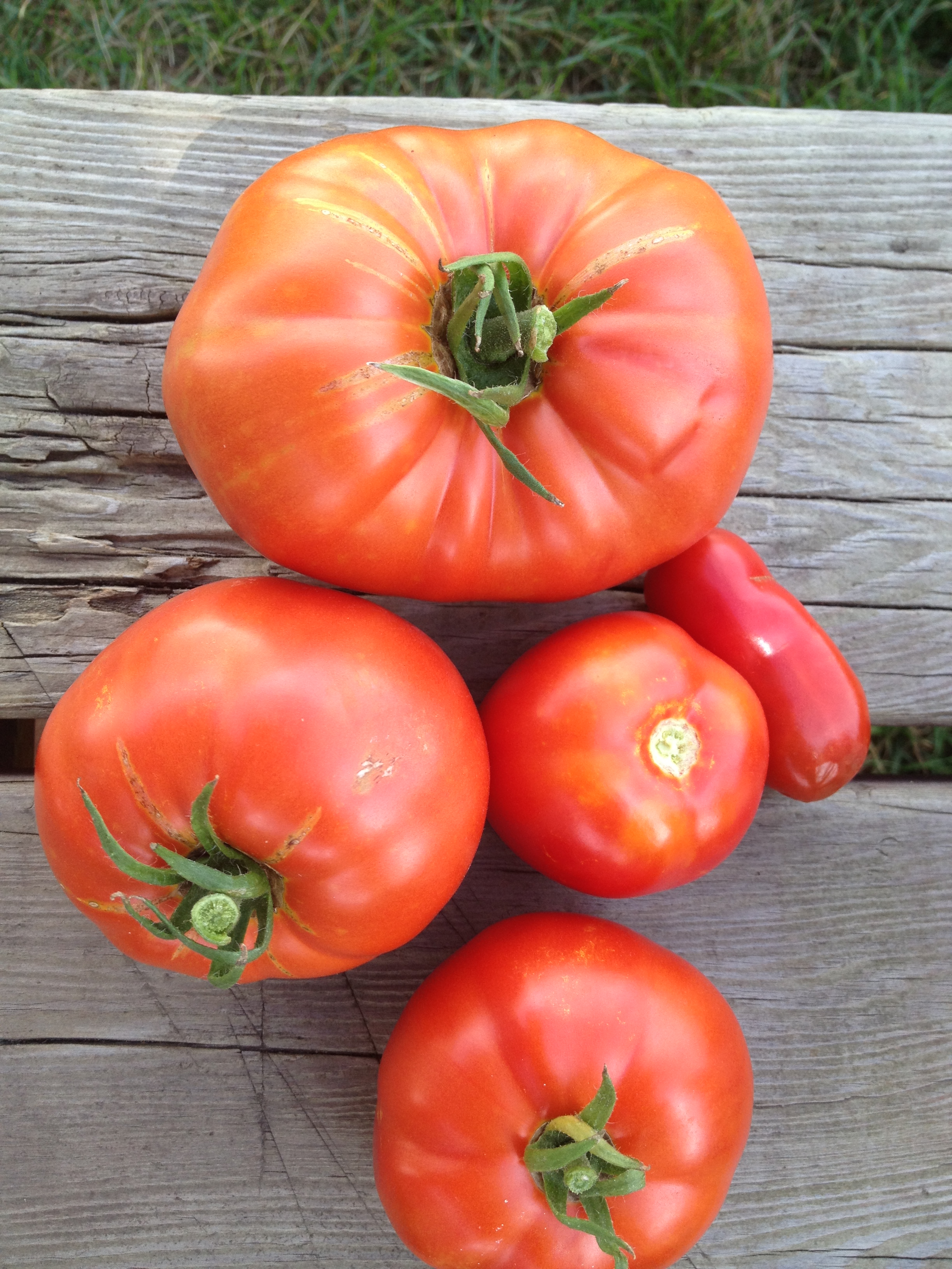 Http www.rodalesorganiclife.com sodas 90 svarų pomidorų-5 augalai