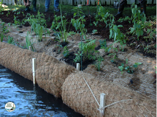 Newly installed coir logs, erosion blankets and native plantings