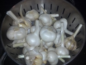 Cleaned garlic. photo by MG Nancy Denison